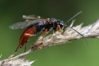 Tenthredopsis