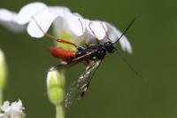 Tenthredopsis