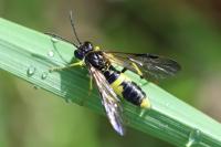 Tenthredo temula