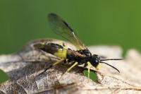Tenthredo temula