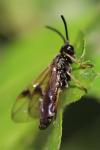 Arge ustulata