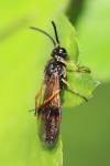 Arge ustulata