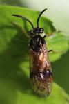 Arge ustulata