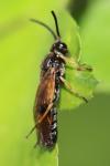 Arge ustulata