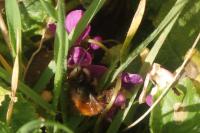 Osmia bicornis