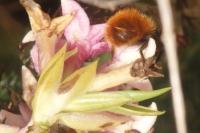 Osmia bicornis