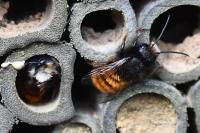 Osmia cornuta