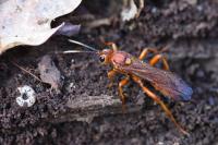 Lymantrichneumon disparis