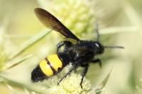Scolia hirta