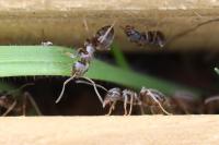 Lasius