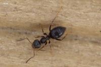 Lasius