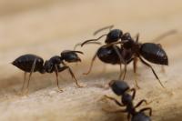 Lasius