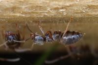 Lasius