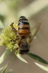 Apis mellifera