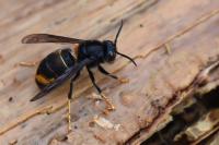 Vespa velutina