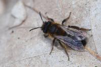 Andrena bicolor