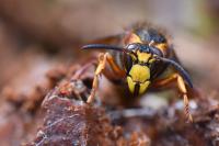 Dolichovespula media