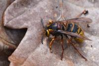 Dolichovespula media