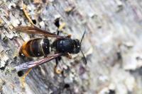 Vespa velutina
