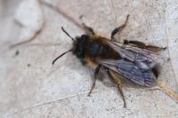 Andrena bicolor