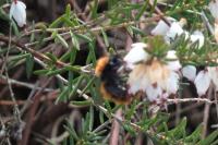 Andrena fulva