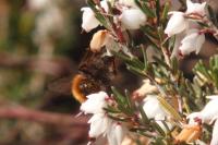 Andrena fulva