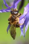 Halictus scabiosae