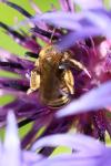 Halictus scabiosae