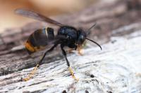 Vespa velutina