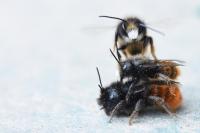 Osmia cornuta
