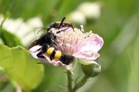 Scolia hirta