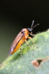 Athalia rosae