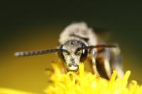 Lasioglossum calceatum