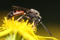 Lasioglossum calceatum