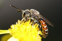 Lasioglossum calceatum