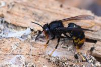 Vespa velutina