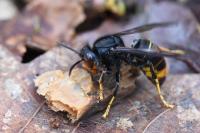 Vespa velutina