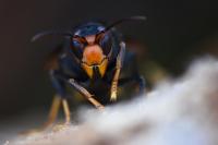 Vespa velutina