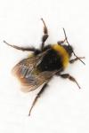 Bombus pratorum