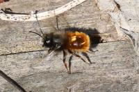 Osmia cornuta
