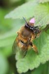 Anthophora plumipes