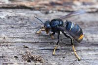 Vespa velutina