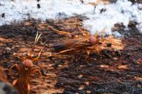 Lymantrichneumon disparis