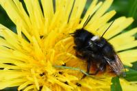 Osmia cornuta