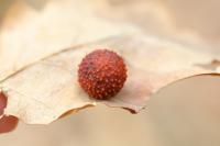 Cynips quercusfolii
