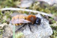 Andrena fulva