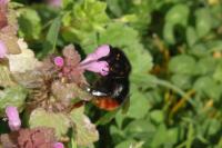Bombus lapidarius
