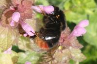 Bombus lapidarius
