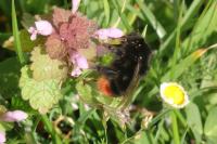 Bombus lapidarius