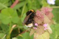 Bombus vestalis